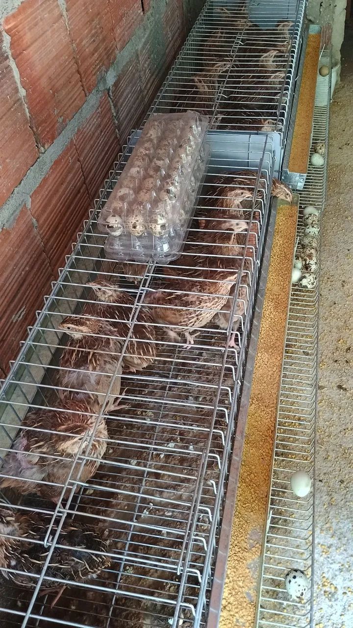 Codorna japônica 