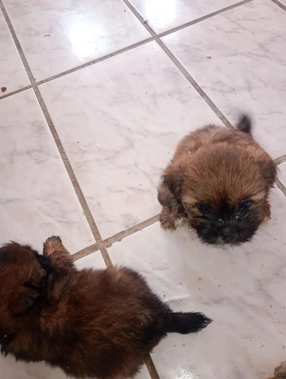 Cachorros Ihasa  Apson  - Foto 4