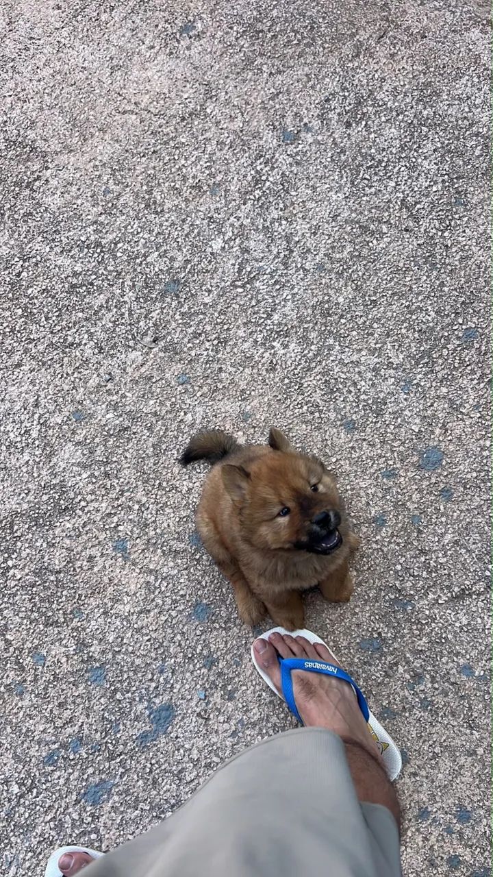 Filhote Chow Chow  - Foto 4
