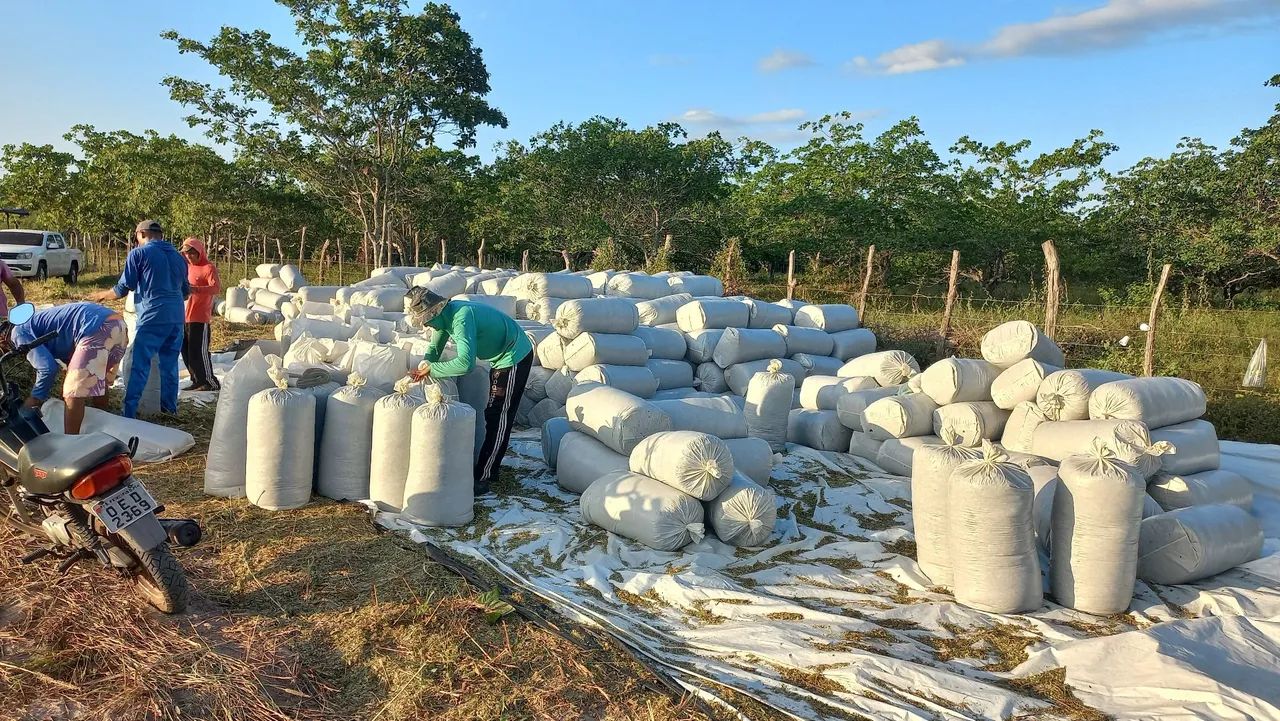 Silagem de milho  - Foto 4