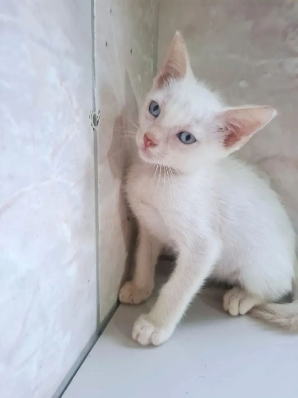 Casal de gatos para adoção  - Foto 4