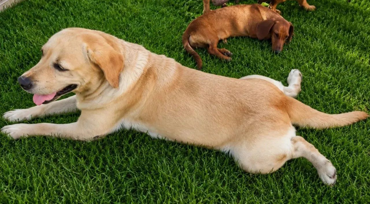 Filhote de labrador  - Foto 4