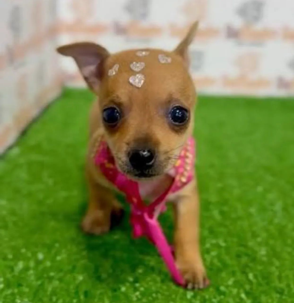 Pinscher zero caramelo disponível 