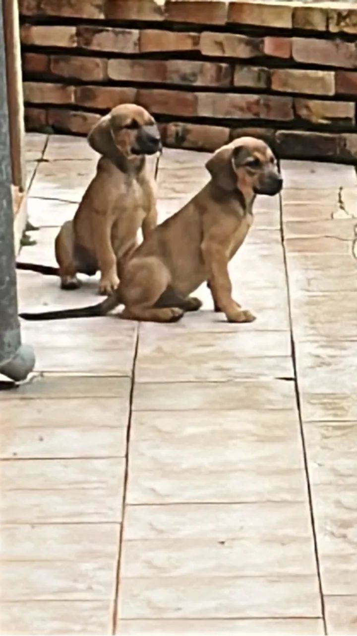 Cães  - Foto 2