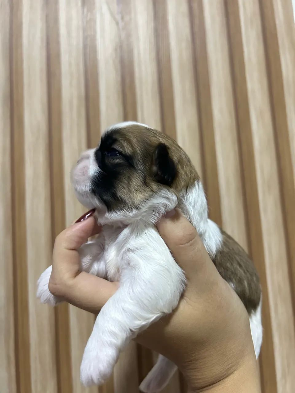 Shih Tzu - Foto 5