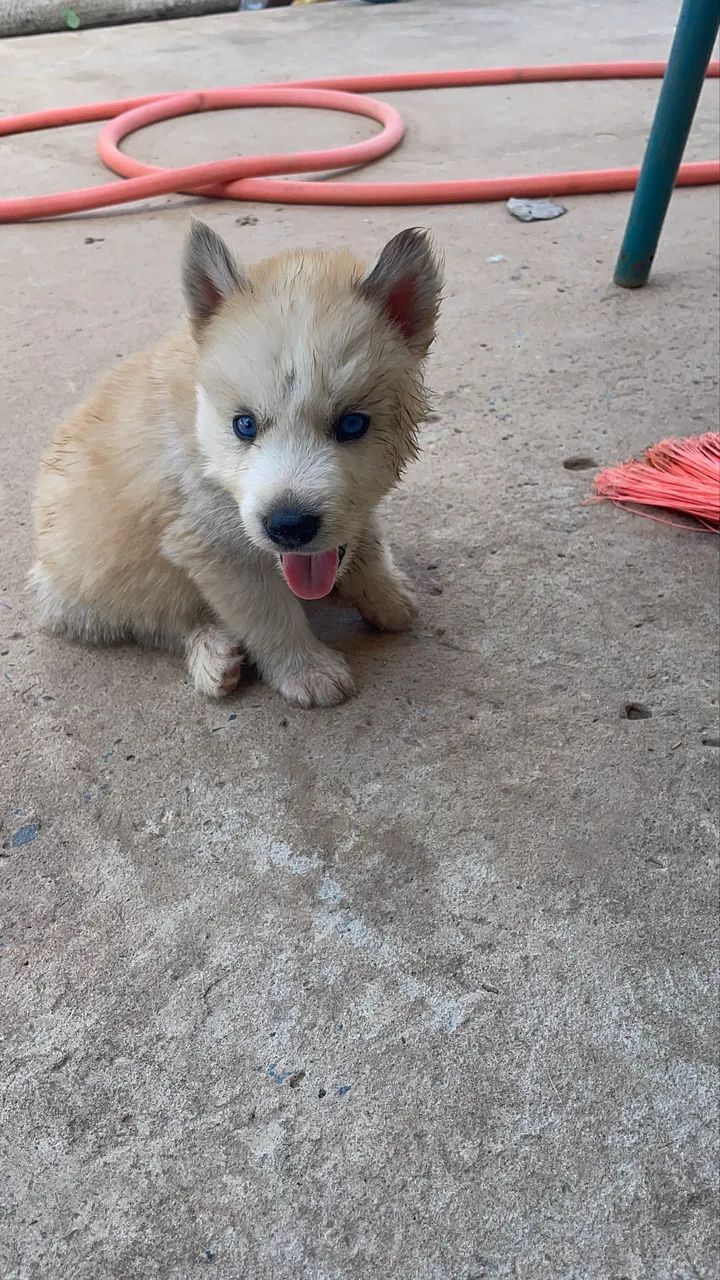Husky siberiano Wolly  - Foto 3