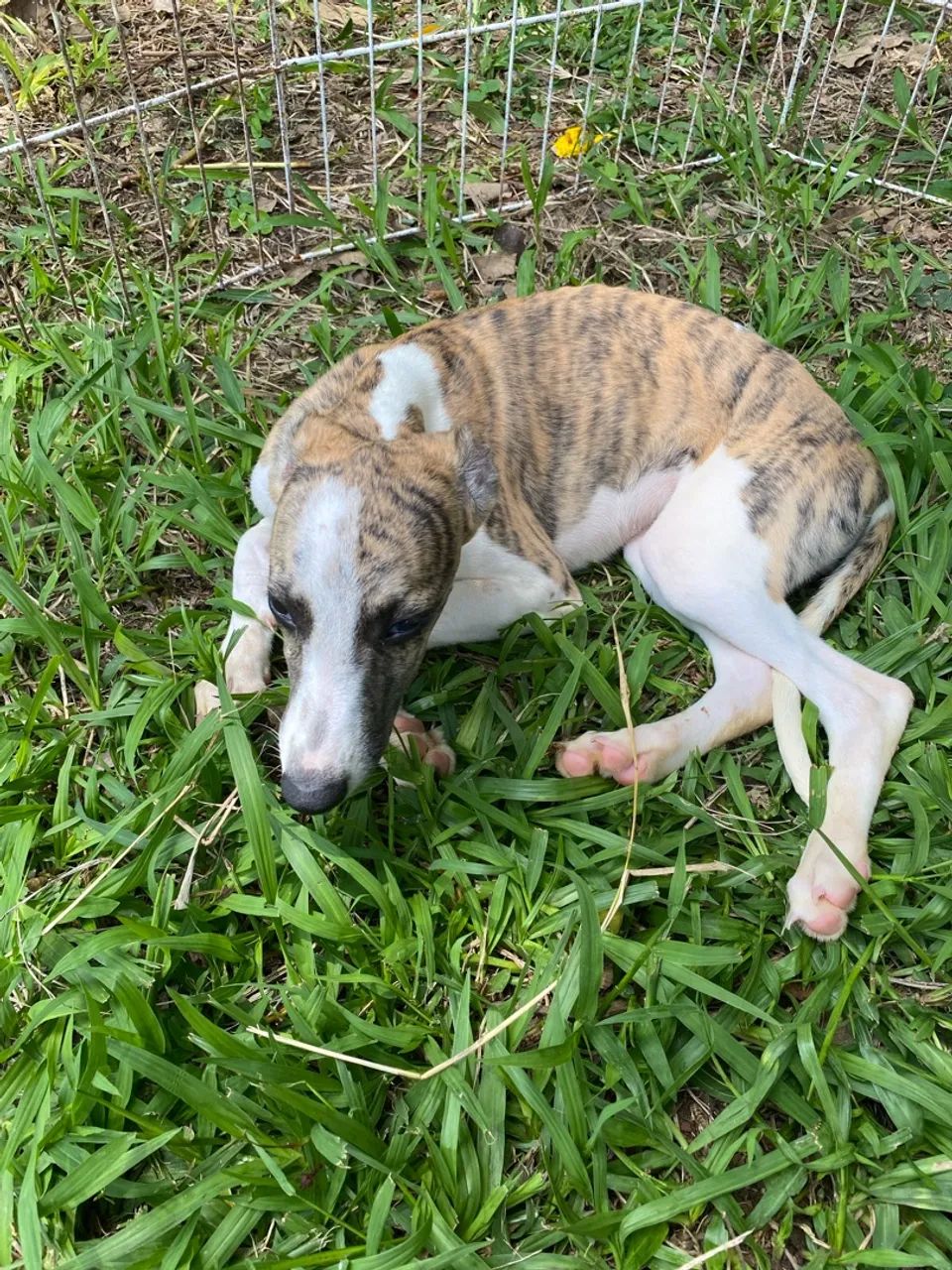 Filhotes Whippet - Foto 2