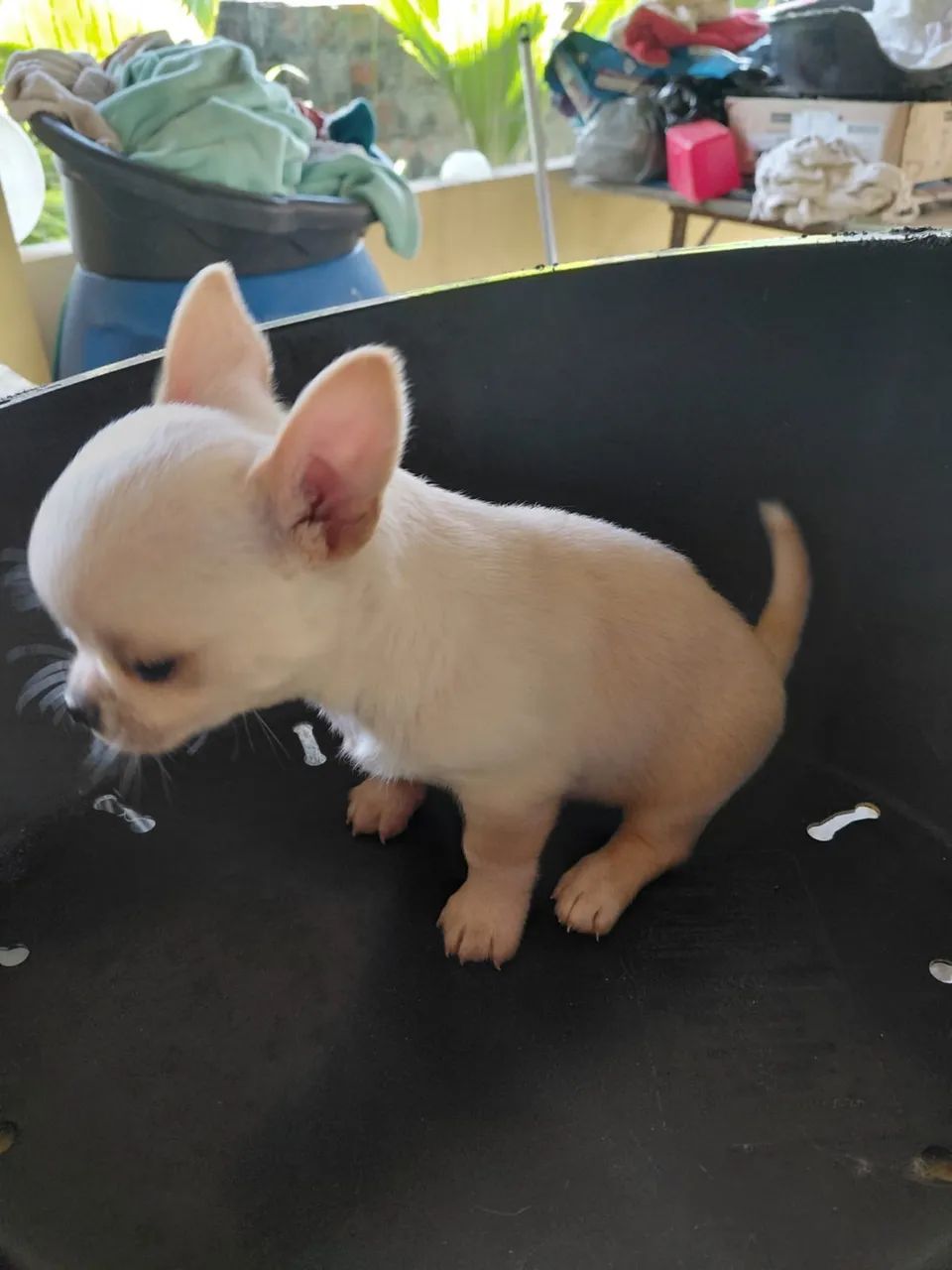 Lindo Chihuahua macho PC - Foto 2