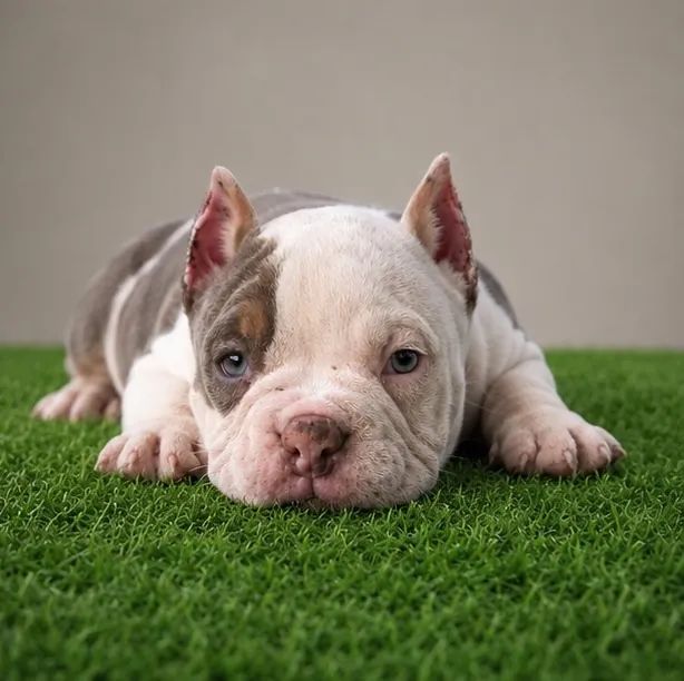 American bully - Foto 3