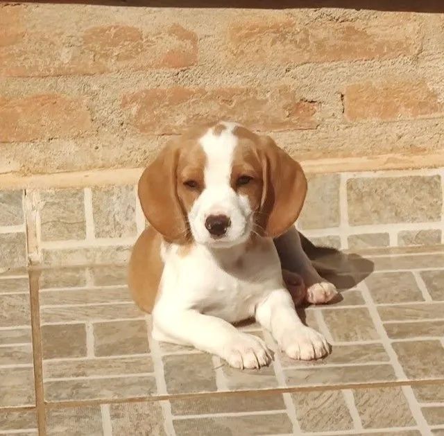 Com pedigree bicolor e tricolor - beagle  - Foto 3