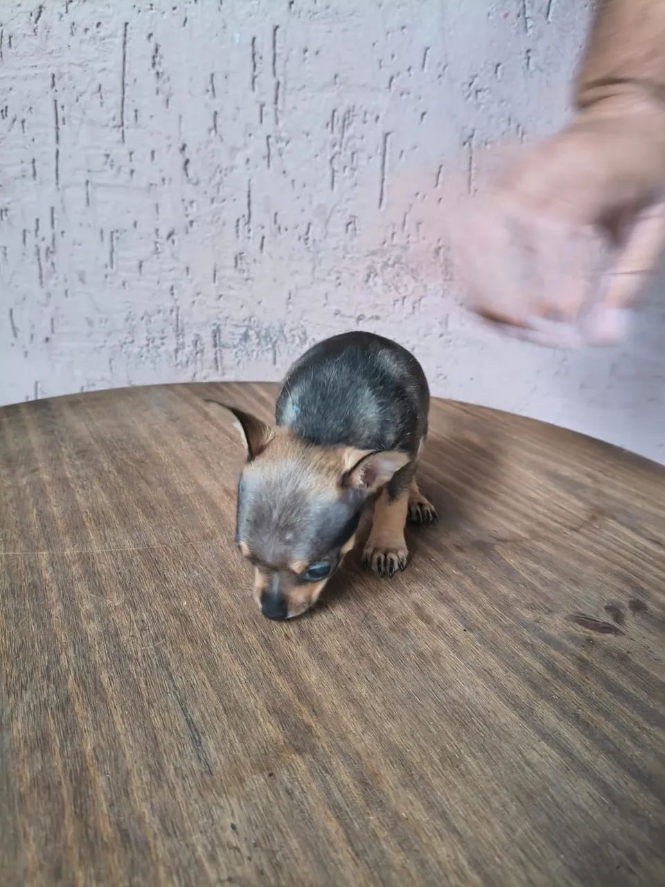 Pinscher 