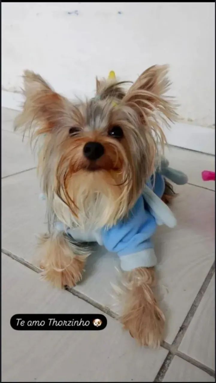Yorkshire Terrier MACHO  - Foto 3