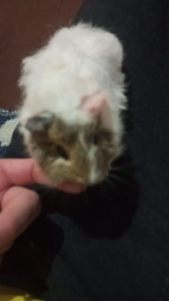 Porquinha femia frizada 