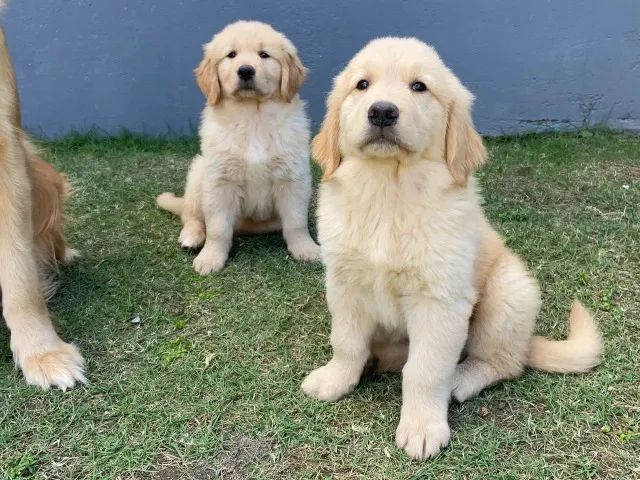Cachorros - Foto 4