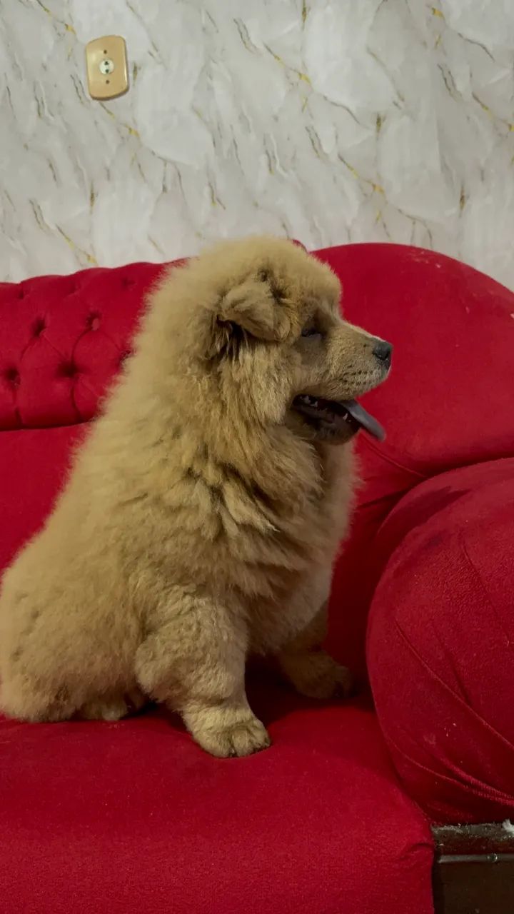 Chow Chow  - Foto 3