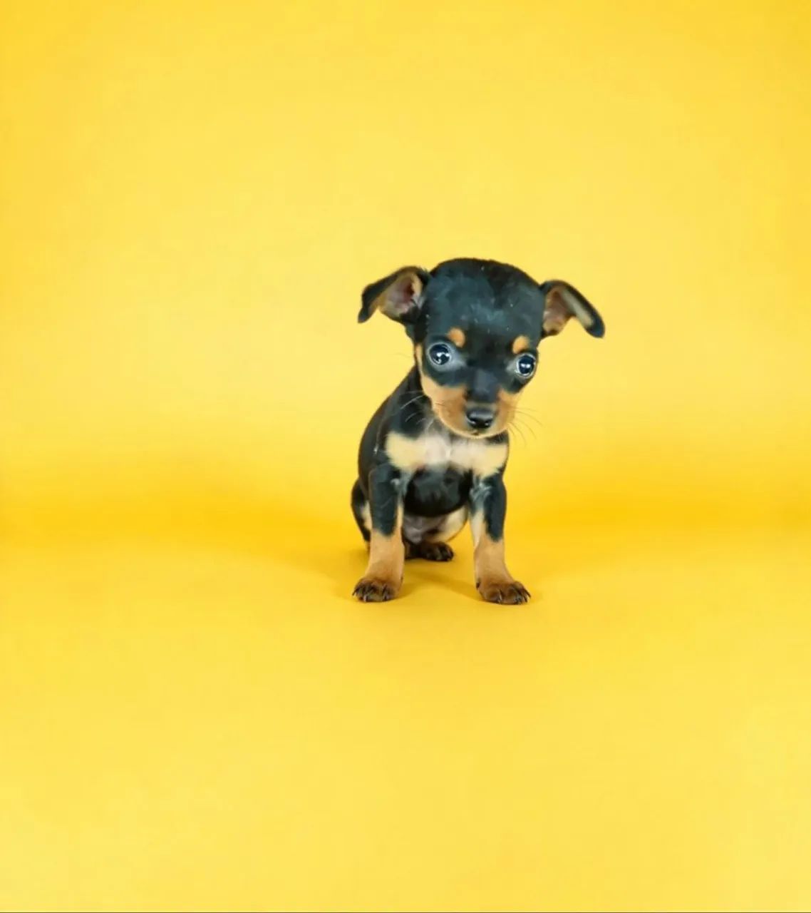 Pinscher zero