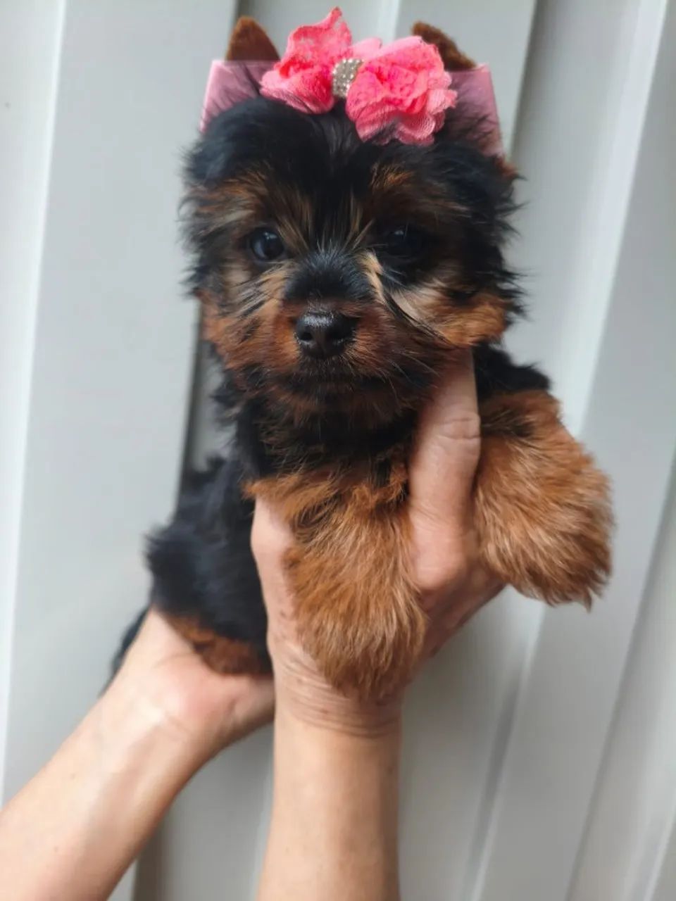 Yorkshire Terrier puro e saudável