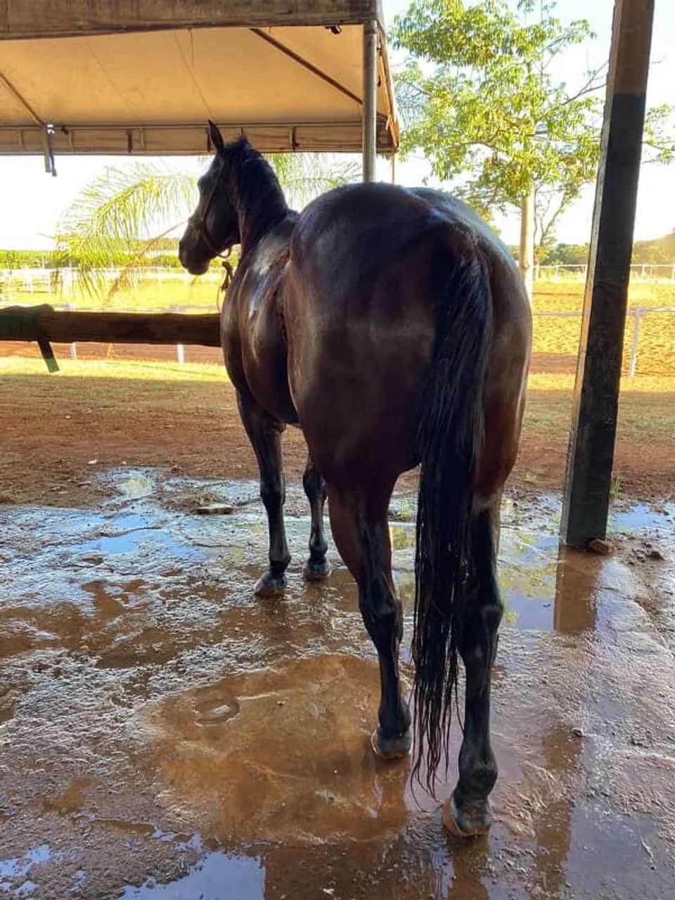 Cavalo QM  - Foto 2
