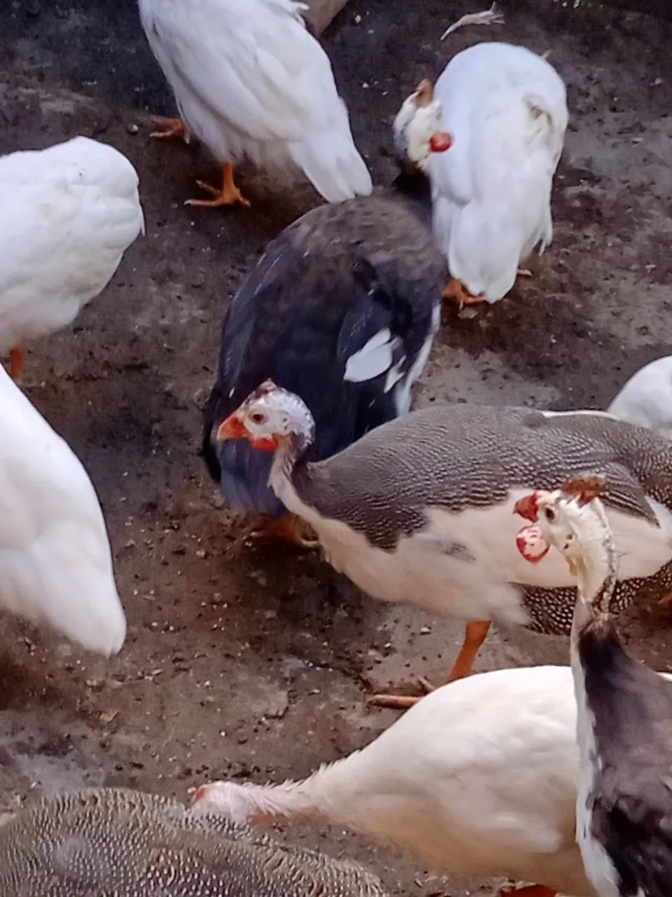 Galinhas da Angola 