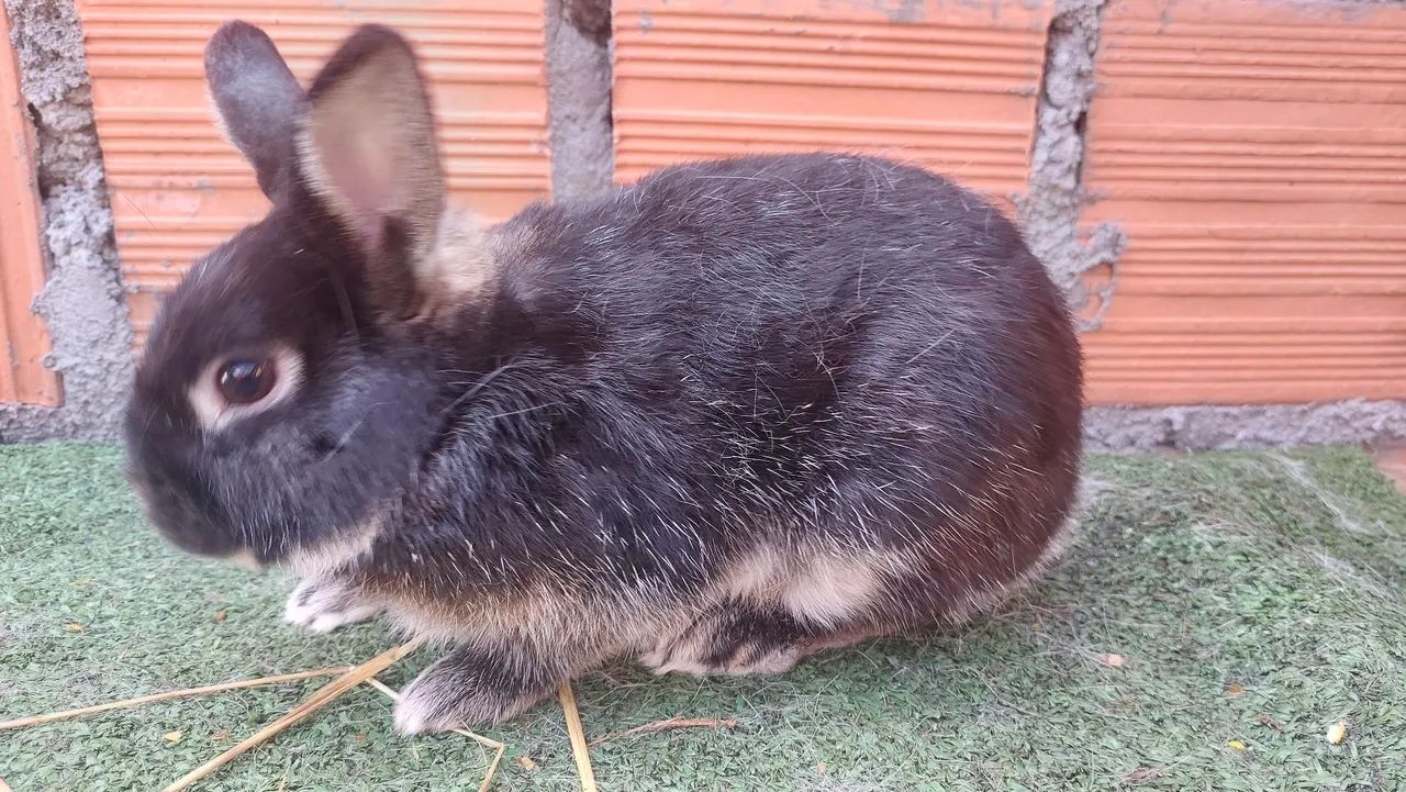 Lindo Coelho Netherland disponível - muito dócil e carinhoso  - Foto 2