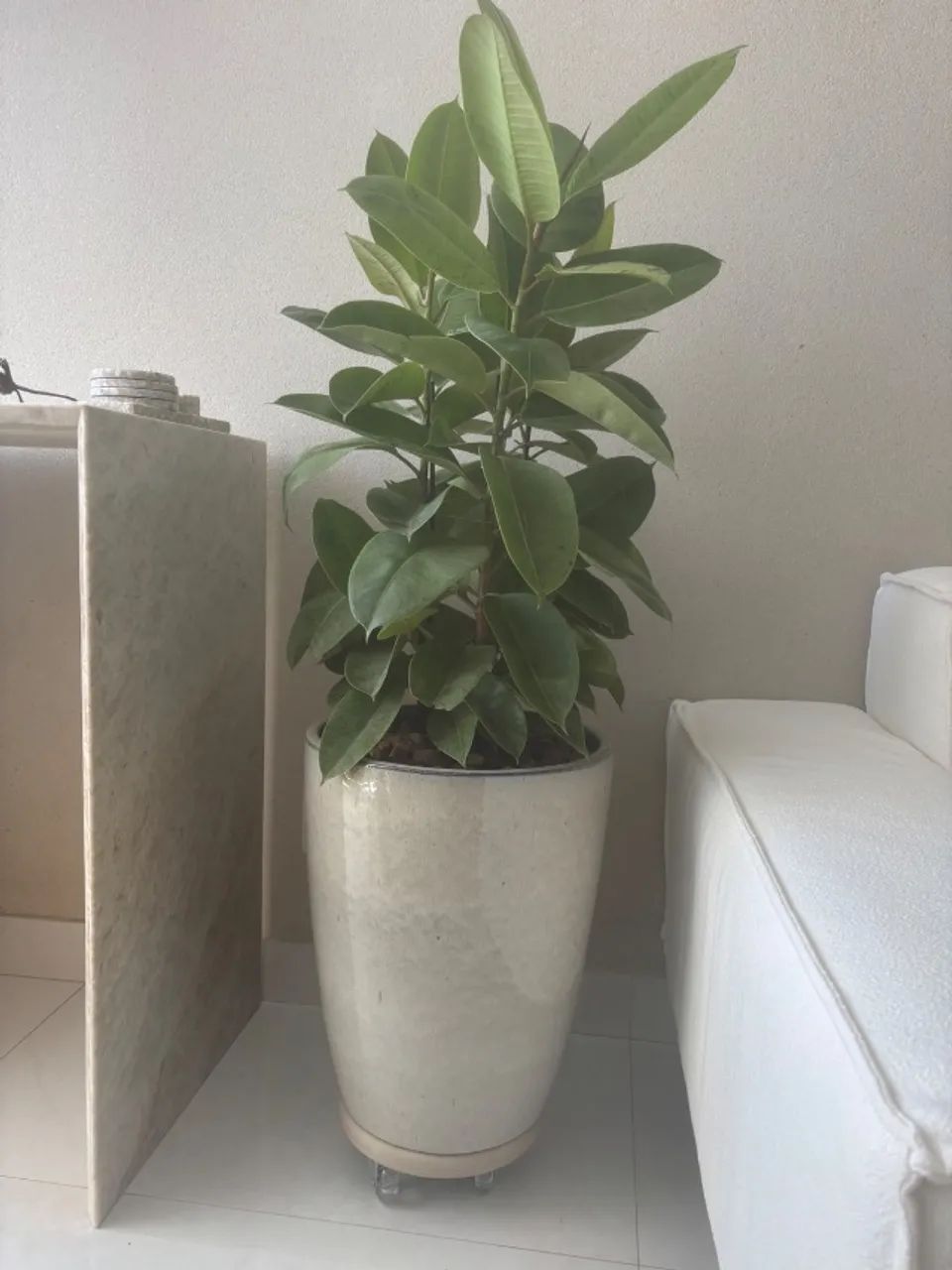 Vaso com suporte de rodinhas e planta natural 