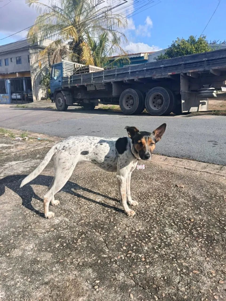 Doa-se cachorrinha  - Foto 4