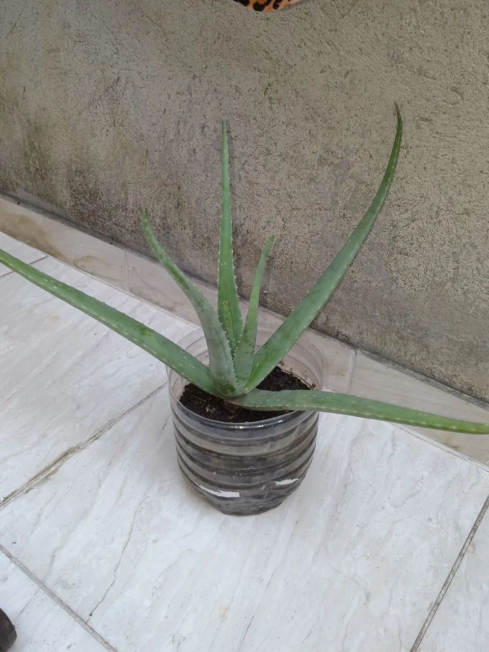 Babosa  - Foto 3