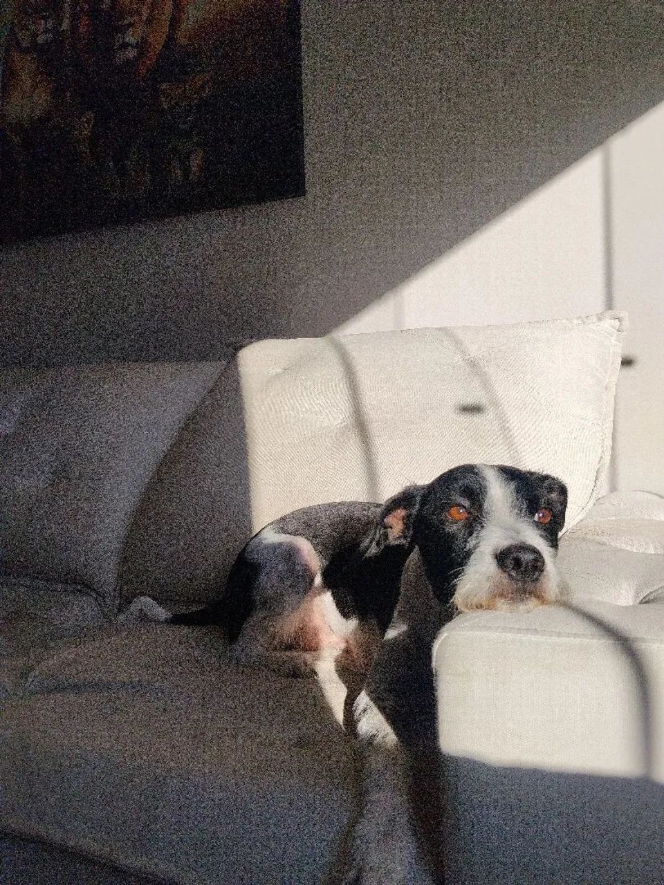 Cachorro - Foto 3