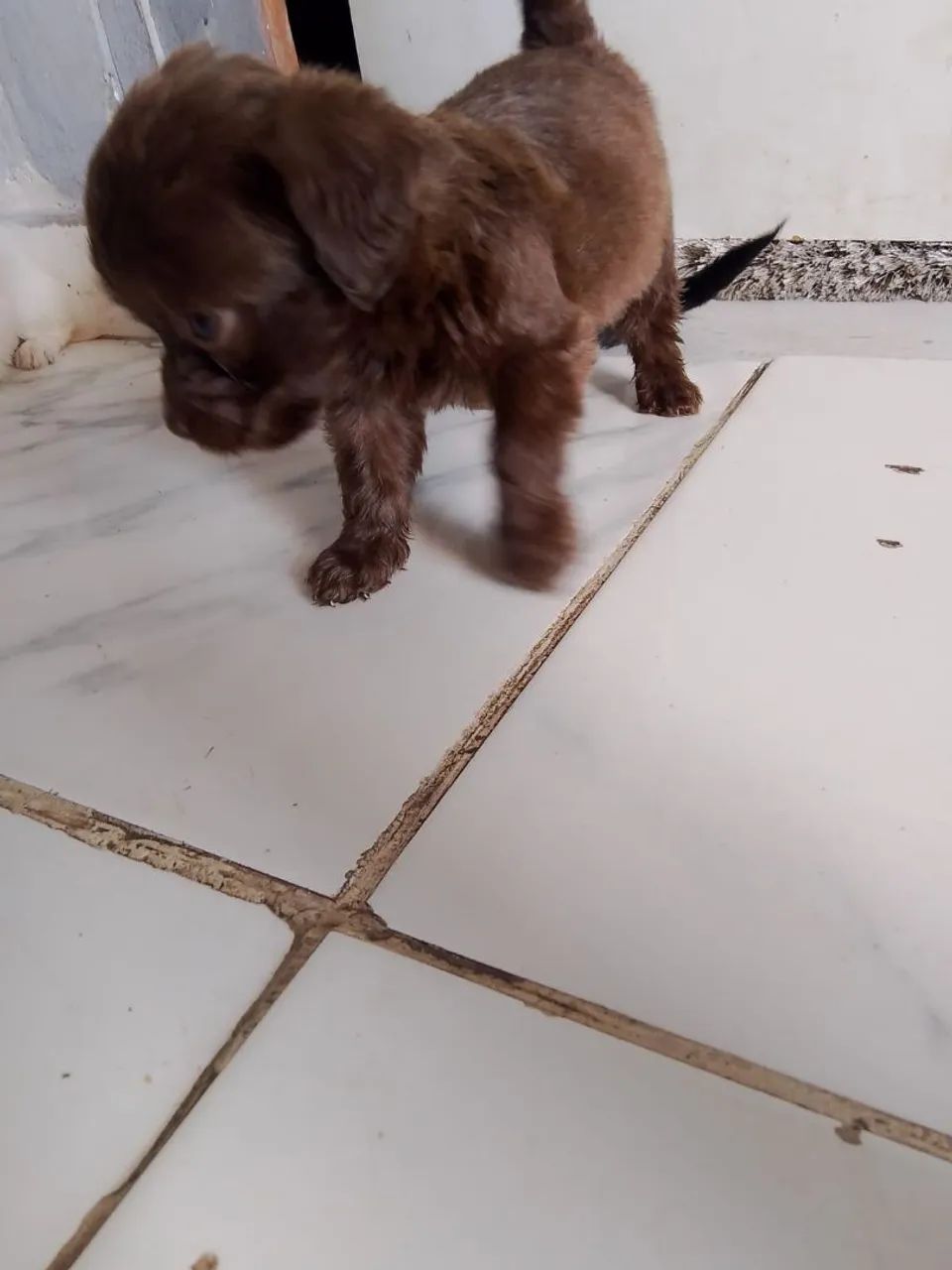 Poodle Toy ?  - Foto 3