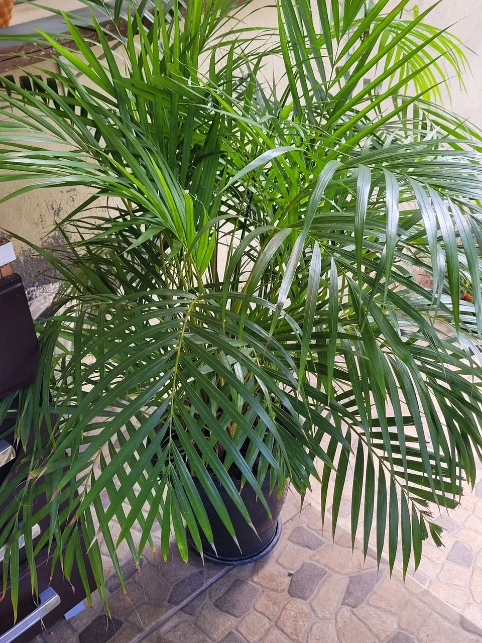 Plantas