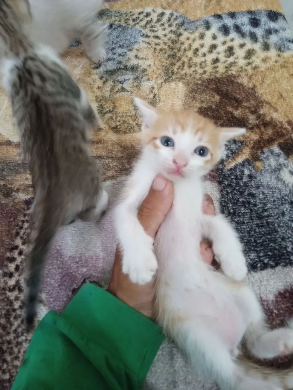 Doação consciente gatinhos quase 2 mêses - Foto 2