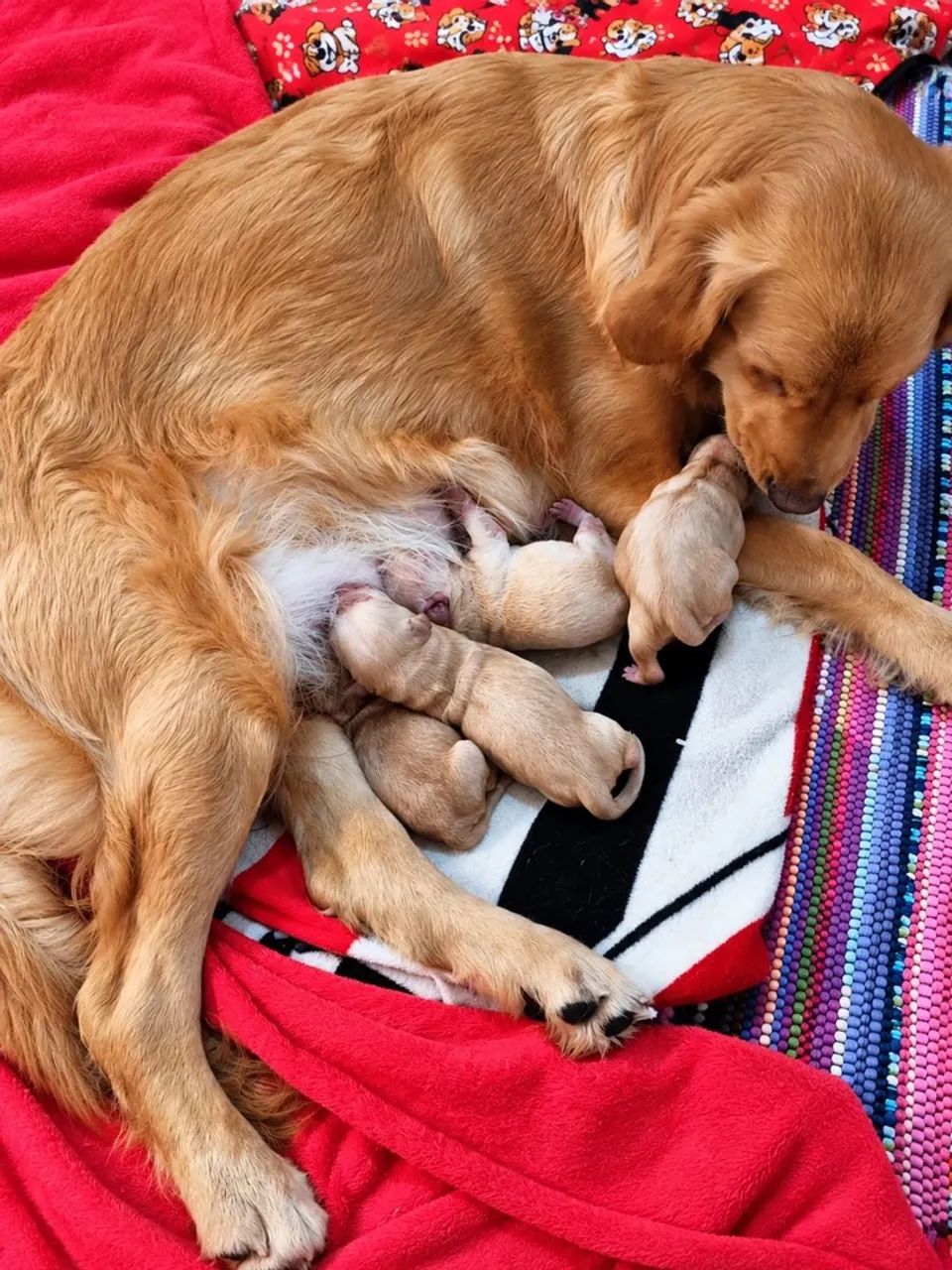 Golden retriever - Foto 3