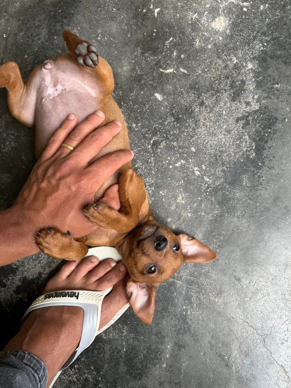 Cachorro Pinscher 1 - Foto 5