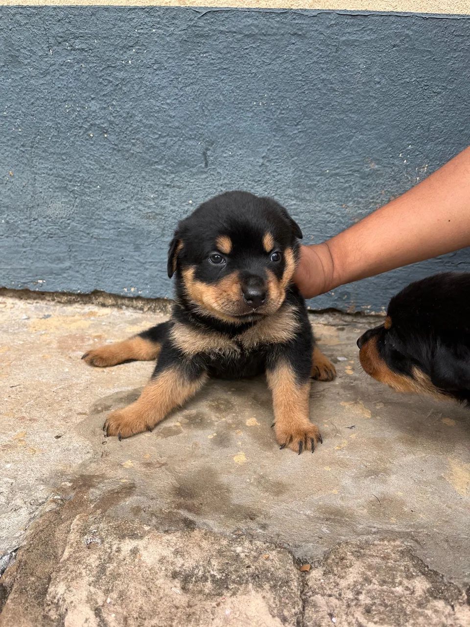 Rottweiler