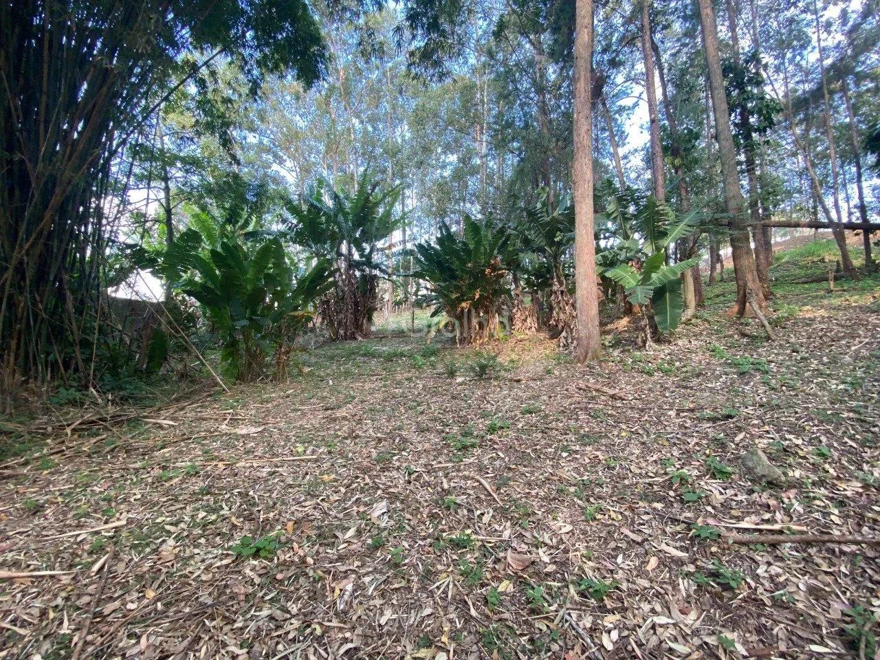 Terreno de 1.500m² no Pantanal - Foto 4