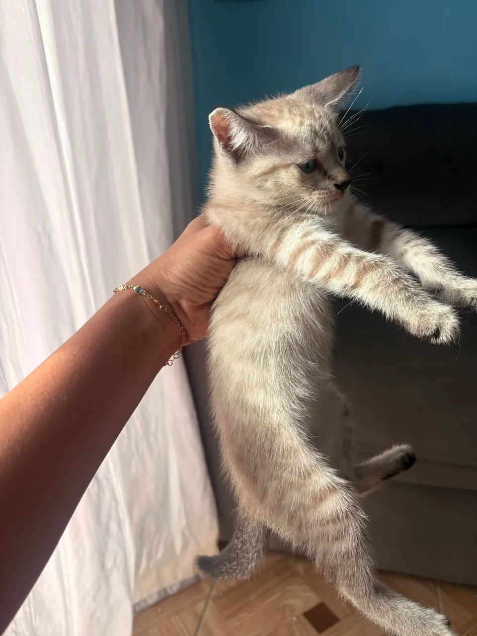 Doação de gatinhas  - Foto 2