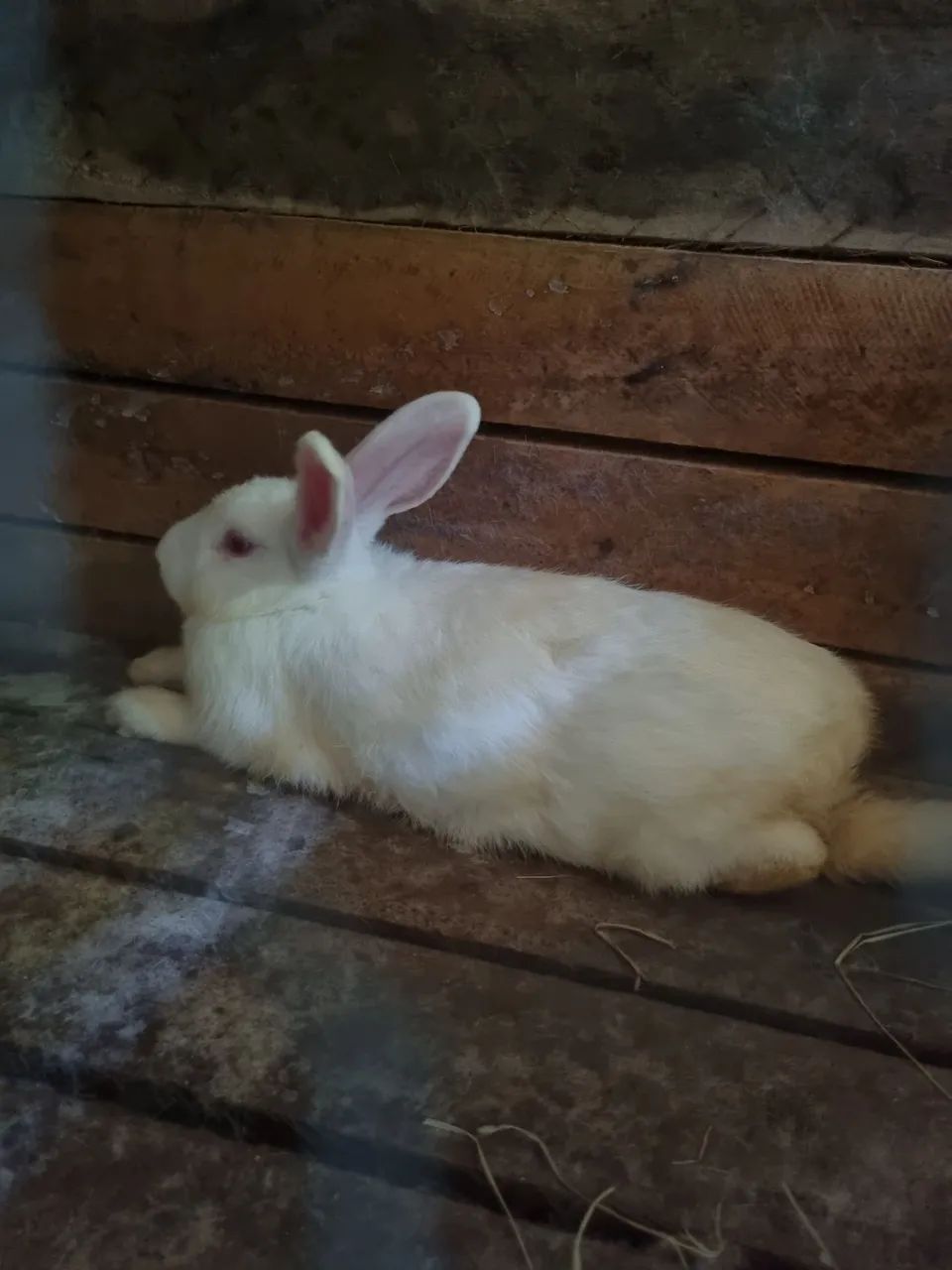 Vendo coelho Macho
