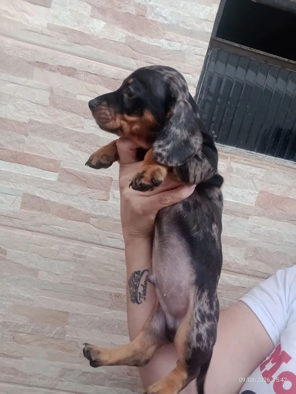 Filhotes de salsichinha - Foto 3