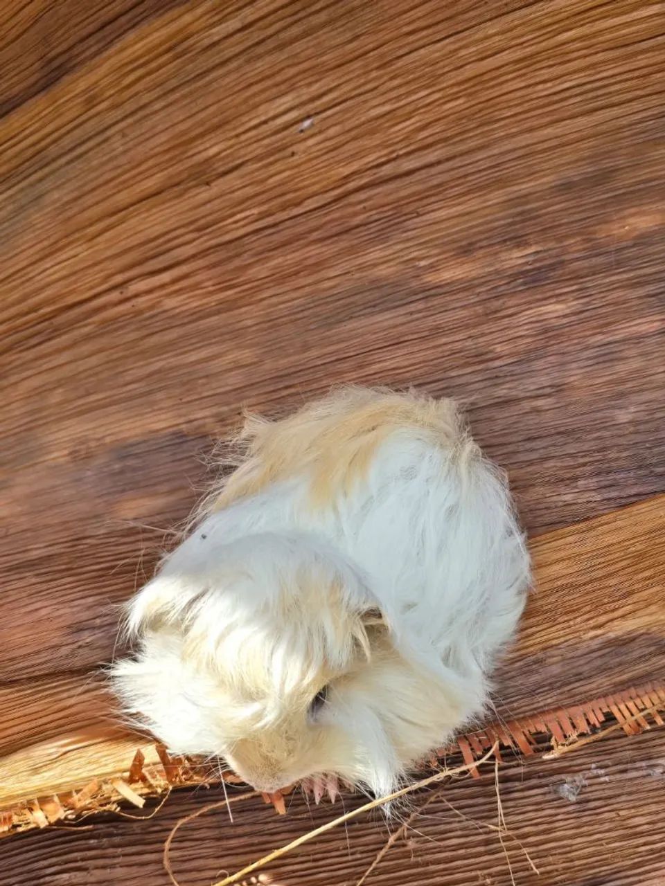 Peruvian Guinea Pig65675276892033123