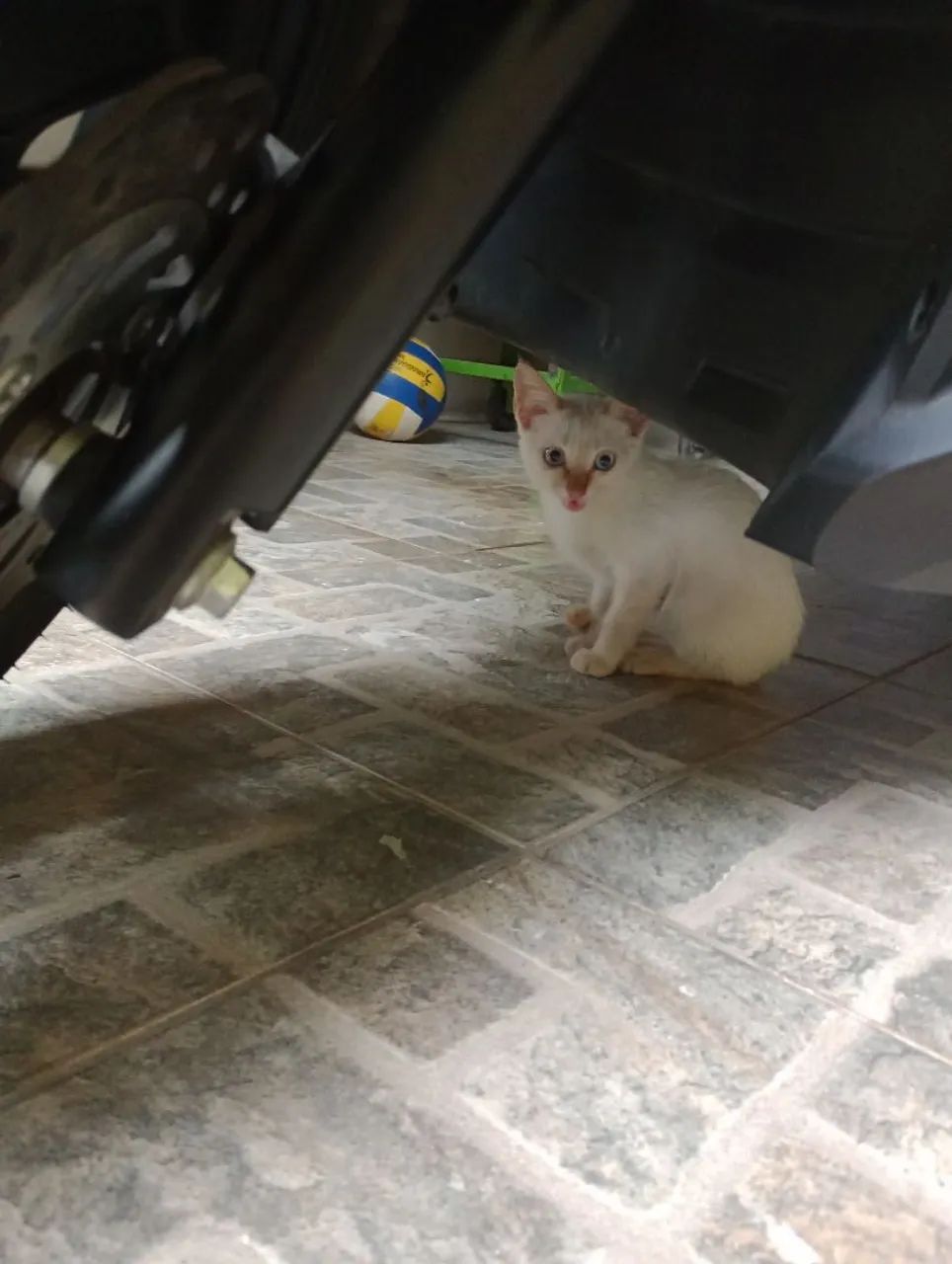 Doa-se gato - Foto 2