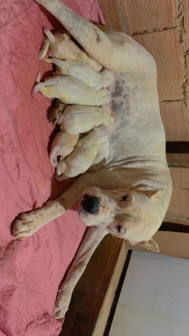Cachorro  - Foto 4