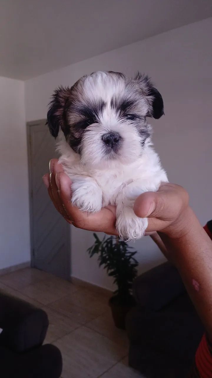 Pet - Foto 2