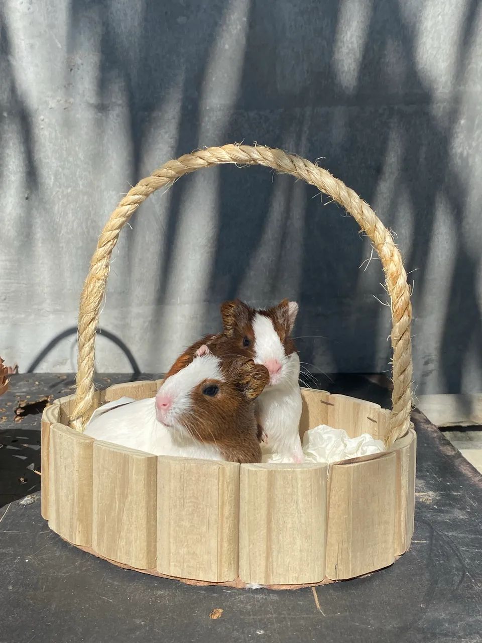 Porquinho da índia  - Foto 2