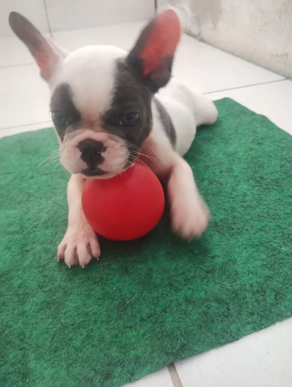 Bulldog francês 