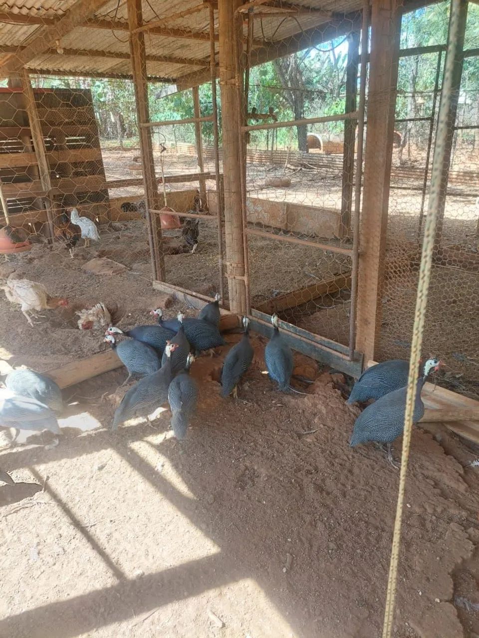 Galinha angola  - Foto 2