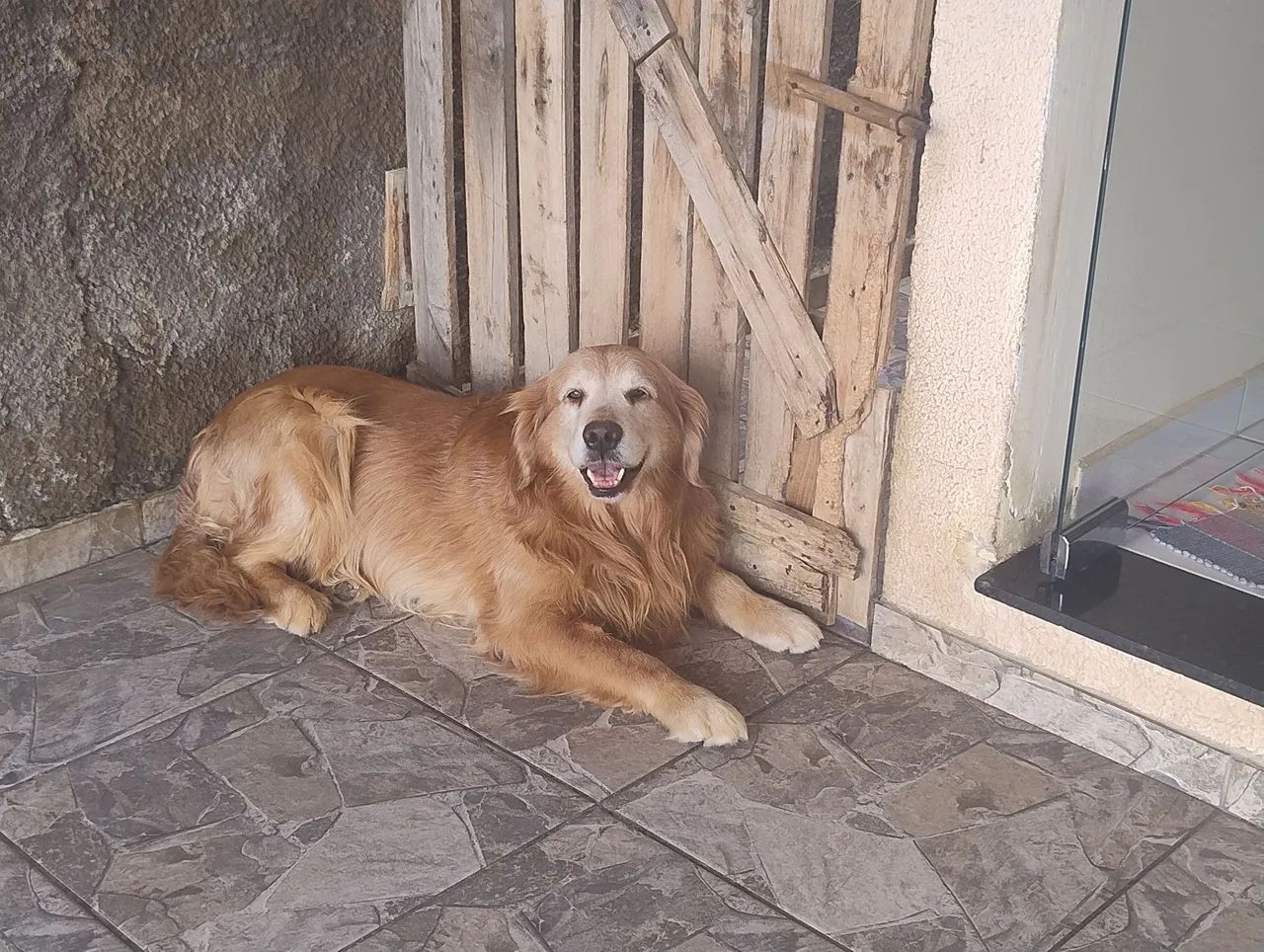 Golden Retriever 