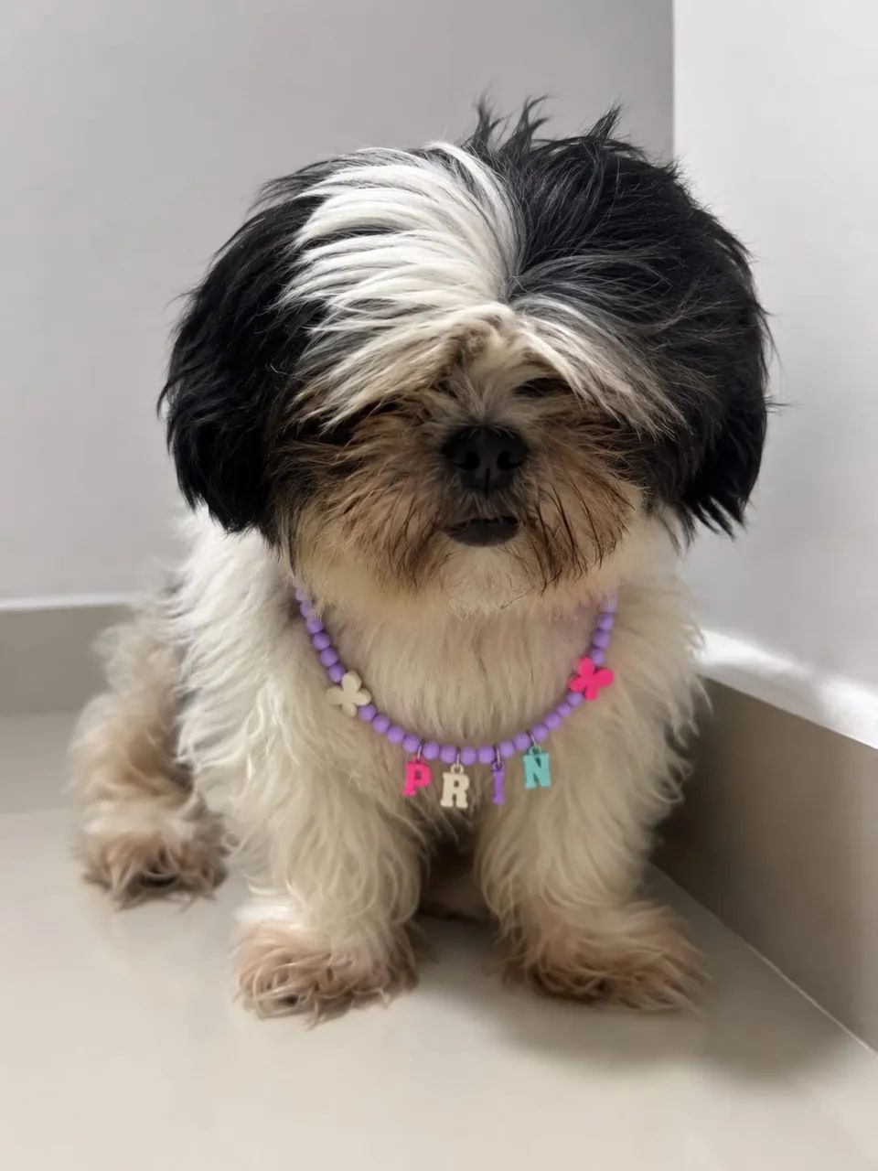 Coleira personalizada Pet  - Foto 5