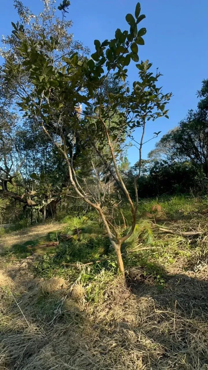 Lote 1000m² com Acesso Rápido para São Paulo - Foto 2