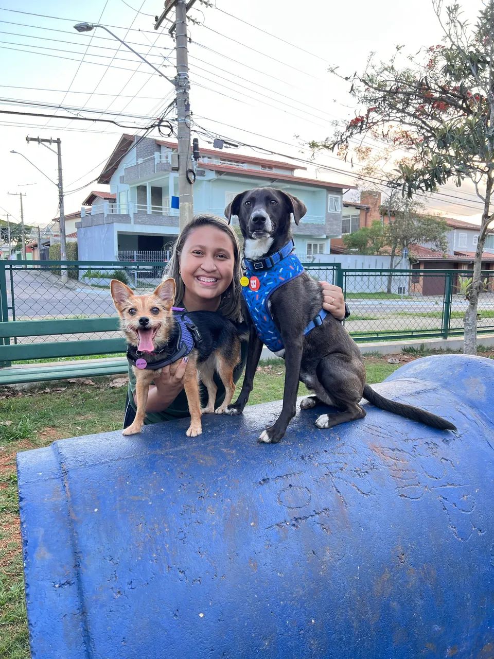 Adestramento de Cães - SJC e região  - Foto 4