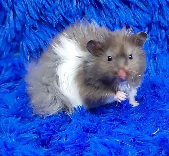 Hamster ursinho  - Foto 4